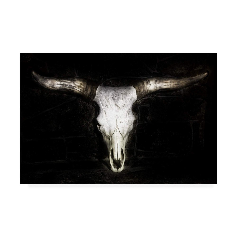 Trademark Fine Art Cow Skull by PHBurchett, 16x24