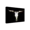 Trademark Fine Art Cow Skull by PHBurchett, 16x24 view 2