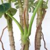 AMERIQUE Unique & Gorgeous 6 Feet Tropical Monstera Palm Split Philo Artificial Tree Silk Plant with Nursery Plastic Pot, with UV Protection, Feel Real Tech., Super Quality,Green,LV8453D6 view 3