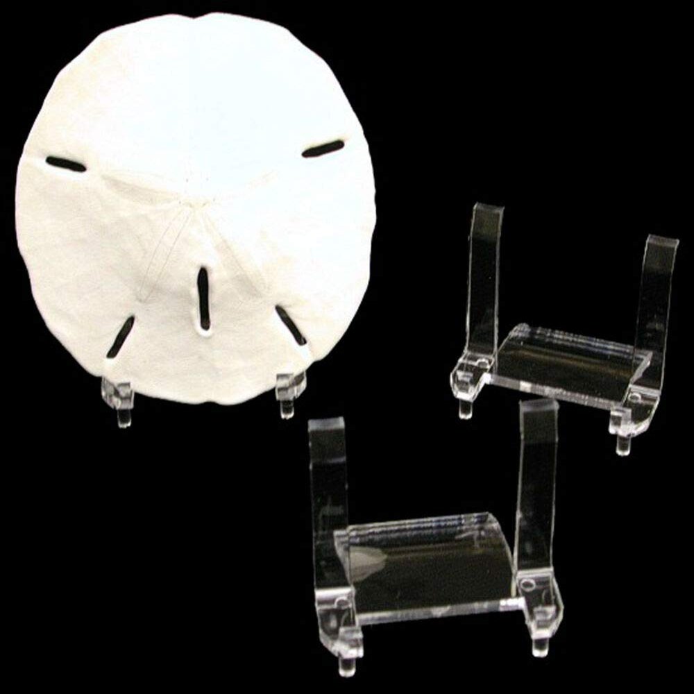 Clear Plastic Sand Dollar Display Stand Small (2x3) Acrylic