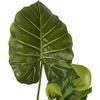 AMERIQUE 5.5 Feet Hawaiian Punch Elephant Ear Colocasia Artificial Plant with Giant Striking Green Leaves, UV Protection, Pre-Potted with Nursery Pot, Feel Real Technology view 2