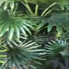 AMERIQUE Gorgeous 5' Tropical Fan Palm Arecaceae Tree Artificial Silk Plant with UV Protection, with Nursery Plastic Pot, Feel Real Technology, Super Quality, 5 Feet, Green view 4