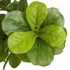 AMERIQUE Gorgeous & Dense 6' Fiddle Leaf Fig Tree Artificial Silk Plant with UV Protection, with Nursery Plastic Pot, Feel Real Technology, Super Quality, 6 Feet, Green view 2