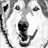 Fabric Textile Products Wolf Mircofleece Throw Blanket 50"x60" view 2