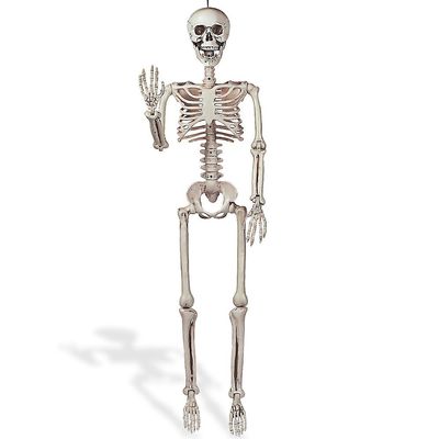 3 Foot Posable Human Skeleton - Halloween Decorations