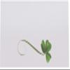 Shamrock Place Cards, Set of 150, Pre-cut and Scored - Wedding, Party, Dinner, and Special Events - Made in the USA view 3