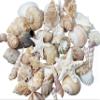 Tumbler Home Medium Sized Shells in a Delightful Mix of Whites, Tans and Pinks | 1 Pound | Perfect for Crafts, Beach Home Decor, Weddings, Vase Filler and Classrooms view 1