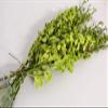 Athena's Garden Fresh Cut Orchids 20 Sleek Vase Rocks, Long Stem, Jade Green view 2