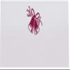 Wedding Bells Place Cards, Burgundy, Set of 150, Pre-cut and Scored - Wedding, Party, Dinner, and Special Events - Made in the USA view 3