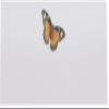 Monarch Butterfly Place Cards, Set of 60, Pre-cut and Scored - Wedding, Party, Dinner, and Special Events - Made in the USA view 3