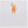 Wedding Bells Place Cards, Orange, Set of 150, Pre-cut and Scored - Wedding, Party, Dinner, and Special Events - Made in the USA view 3