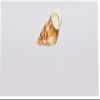 Assorted Seashell Place Cards, Set of 150, Pre-cut and Scored - Wedding, Party, Dinner, and Special Events - Made in the USA view 3