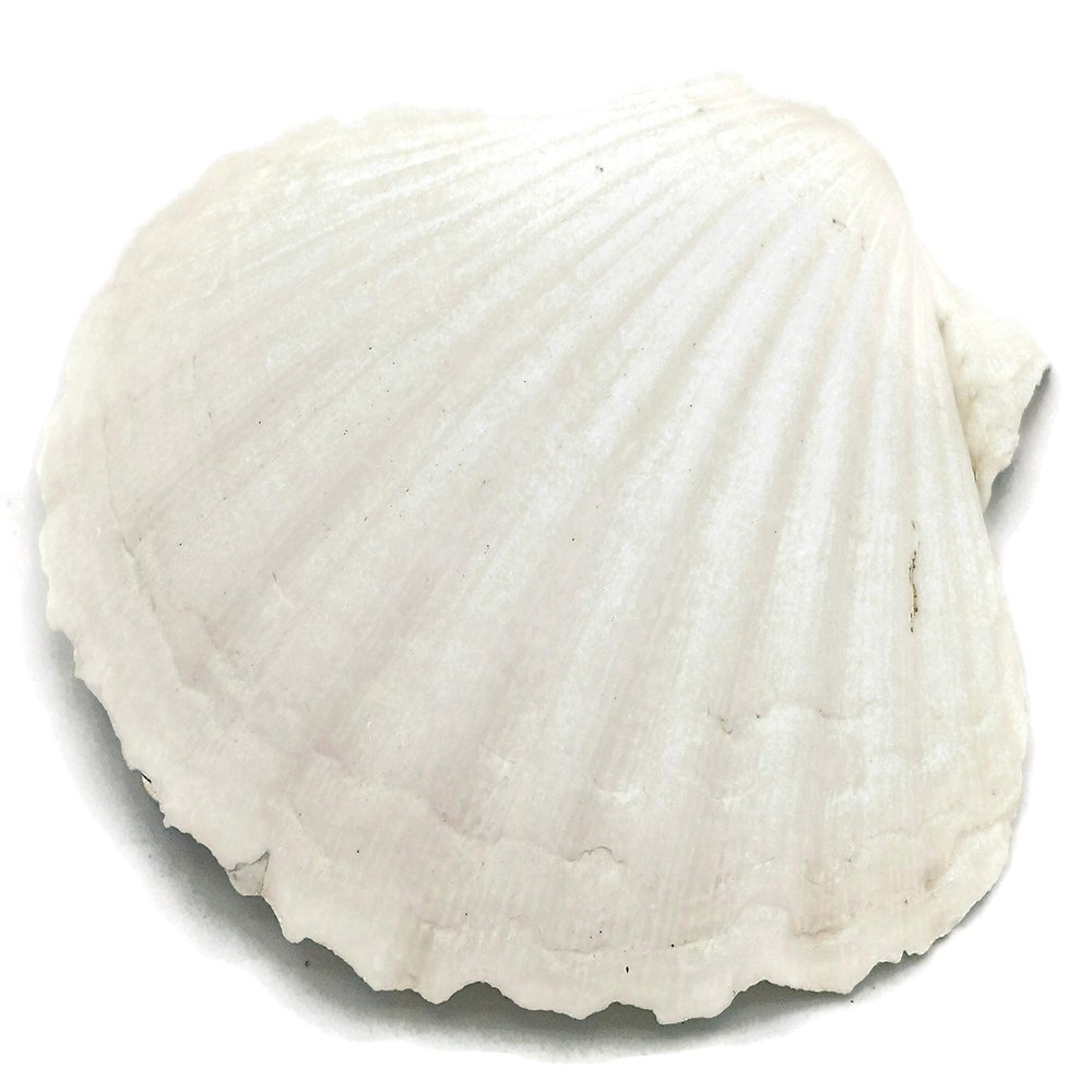 4 inches Natural Fridge Shell Magnet Scallop Refrigerator Decor