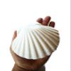 4 inches Natural Fridge Shell Magnet Scallop Refrigerator Decor view 2