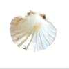 4 inches Natural Fridge Shell Magnet Scallop Refrigerator Decor view 3