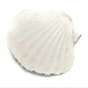 4 inches Natural Fridge Shell Magnet Scallop Refrigerator Decor view 4