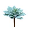 Vickerman 4.5" Artificial Green Graptoveria Titubans Pick - Set of 3 - Unique Colorful Succulent - Maintenance Free - - Home or Office Plants - Vibrant Color view 1