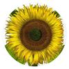 Besler Sunflower 12" Round Tempered Glass Cutting Board view 1