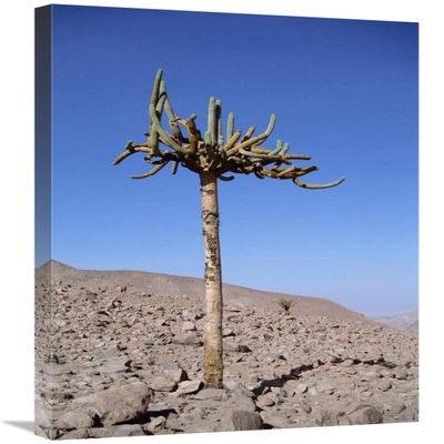 Candelabra Cactus, Lluta River Valley, Atacama Desert, Chile-Canvas Art-20"x30"