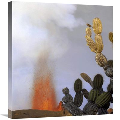 Global Gallery Galapagos Mockingbird ATOP Giant Candelabra Cactus Near Eruption, Galapagos-Canvas Art-24"x36"
