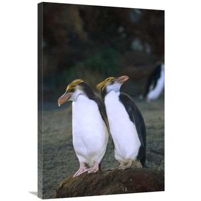 Global Gallery Royal Penguin Pair on nest, Macquarie Island-Canvas Art-24"x36"