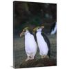 Global Gallery Royal Penguin Pair on nest, Macquarie Island-Canvas Art-24"x36" view 1