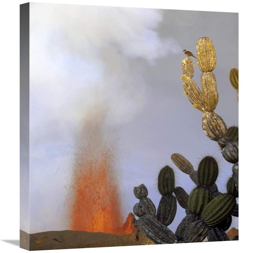 Global Gallery Galapagos Mockingbird ATOP Giant Candelabra Cactus Near Eruption, Galapagos-Canvas Art-20"x30"