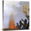 Global Gallery Galapagos Mockingbird ATOP Giant Candelabra Cactus Near Eruption, Galapagos-Canvas Art-20"x30" view 1