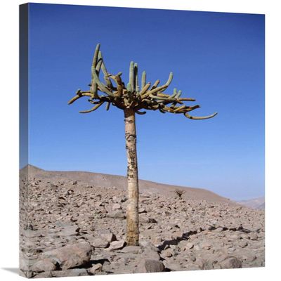 Candelabra Cactus, Lluta River Valley, Atacama Desert, Chile-Canvas Art-24"x36"