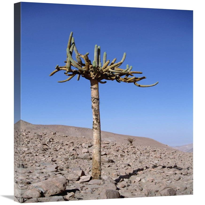 Candelabra Cactus, Lluta River Valley, Atacama Desert, Chile-Canvas Art-24"x36"