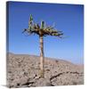 Candelabra Cactus, Lluta River Valley, Atacama Desert, Chile-Canvas Art-24"x36" view 1