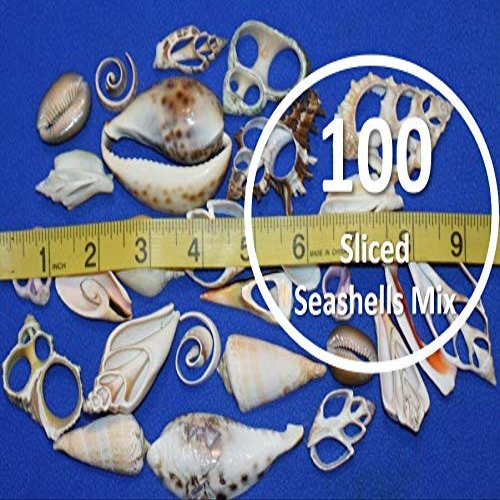 Salty Pelican 100 Sliced Seashells Assorted, 3/4" to 5", CS-1