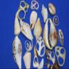 Salty Pelican 100 Sliced Seashells Assorted, 3/4" to 5", CS-1 view 4