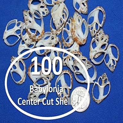 Salty Pelican 100 ~ Small Center Cut Seashells Babylonia, DIY Seashell Jewelry Crafts, 1 inch to 1 1/2 inch, CS-2