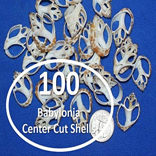 Salty Pelican 100 ~ Small Center Cut Seashells Babylonia, DIY Seashell Jewelry Crafts, 1 inch to 1 1/2 inch, CS-2