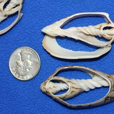 Salty Pelican Set of 50 ~ Center Cut Bat Volute Seashells 2" to 3", Quality Inspected, CS-4