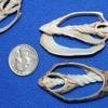 Salty Pelican Set of 50 ~ Center Cut Bat Volute Seashells 2" to 3", Quality Inspected, CS-4 view 1