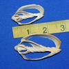 Salty Pelican Set of 50 ~ Center Cut Bat Volute Seashells 2" to 3", Quality Inspected, CS-4 view 2