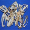 Salty Pelican Set of 50 ~ Center Cut Bat Volute Seashells 2" to 3", Quality Inspected, CS-4 view 3