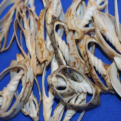 Salty Pelican Set of 100 ~ Center Cut Bat Volute Seashells 2" to 3", Quality Inspected, CS-4