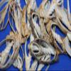 Salty Pelican Set of 100 ~ Center Cut Bat Volute Seashells 2" to 3", Quality Inspected, CS-4 view 1