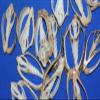 Salty Pelican Set of 100 ~ Center Cut Bat Volute Seashells 2" to 3", Quality Inspected, CS-4 view 2
