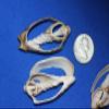 Salty Pelican Set of 100 ~ Center Cut Bat Volute Seashells 2" to 3", Quality Inspected, CS-4 view 3