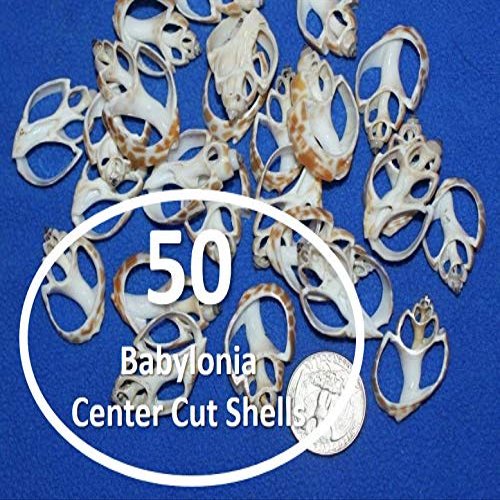 Salty Pelican 50 ~ Small Center Cut Seashells Babylonia, DIY Seashell Jewelry Crafts, 1 inch to 1 1/2 inch, CS-2