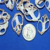 Salty Pelican 50 ~ Small Center Cut Seashells Babylonia, DIY Seashell Jewelry Crafts, 1 inch to 1 1/2 inch, CS-2 view 4