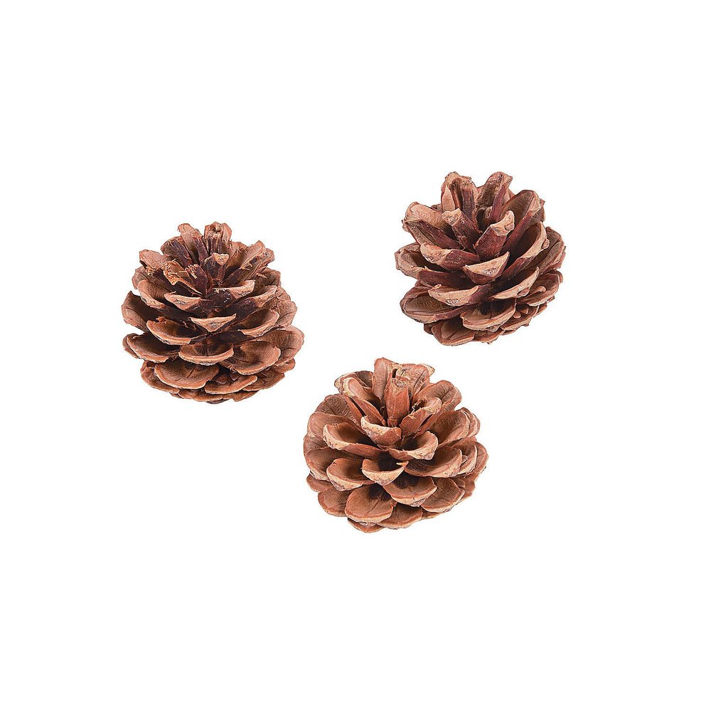 Natural Pine Cones 12Pc - Crafts for Kids and Fun Home Activities