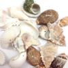 PEPPERLONELY 6 OZ Drilled Sea Shells (#10 Small Mix Shells, 1.5~2 Inch) view 1