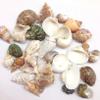 PEPPERLONELY 6 OZ Drilled Sea Shells (#10 Small Mix Shells, 1.5~2 Inch) view 2
