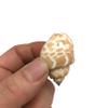 PEPPERLONELY 6 OZ Drilled Sea Shells (#10 Small Mix Shells, 1.5~2 Inch) view 3