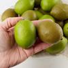 Factory Direct Craft Realistic Artificial Limes Assortment of 24 Fake Limes Citrus Fruits view 4